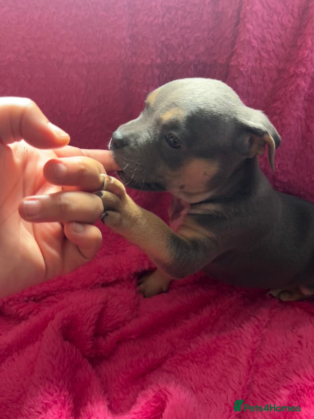 Mixed Breed dogs for sale: Beautiful chunky bully cross staffy pups tri /fawn - Image 2