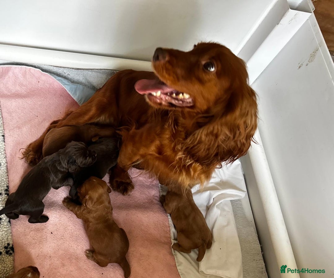 Cocker Spaniel dogs for sale: Ready to leave - Champion bred working cocker pups - Image 22