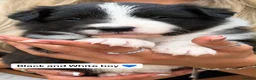Border Collie dogs for sale: Stunning Champion line puppies  - Advert 12