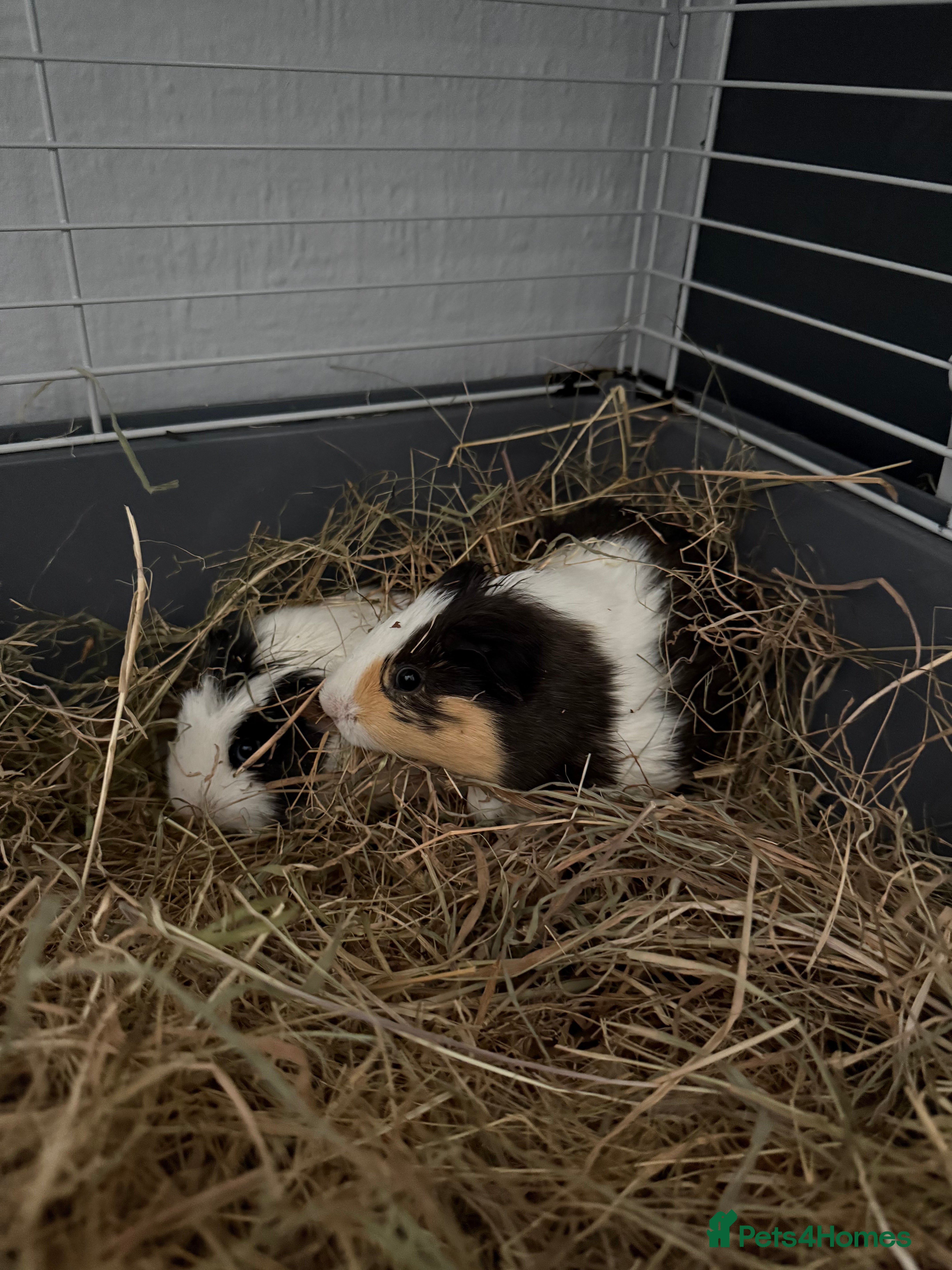Guinea Pig rodents 2 boy guinea pigs for rehome  - Advert 1