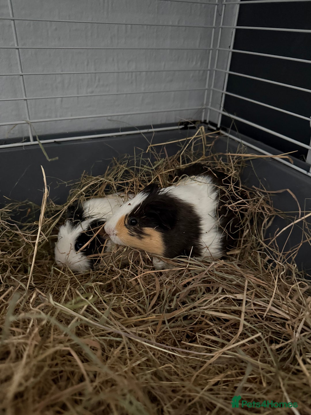 Guinea Pig rodents for sale: 2 boy guinea pigs for rehome  - Advert 1