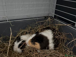 Guinea Pig rodents 2 boy guinea pigs for rehome - Advert 5