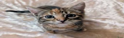 Mixed Breed cats for sale: Beautiful kittens for sale  - Advert 16