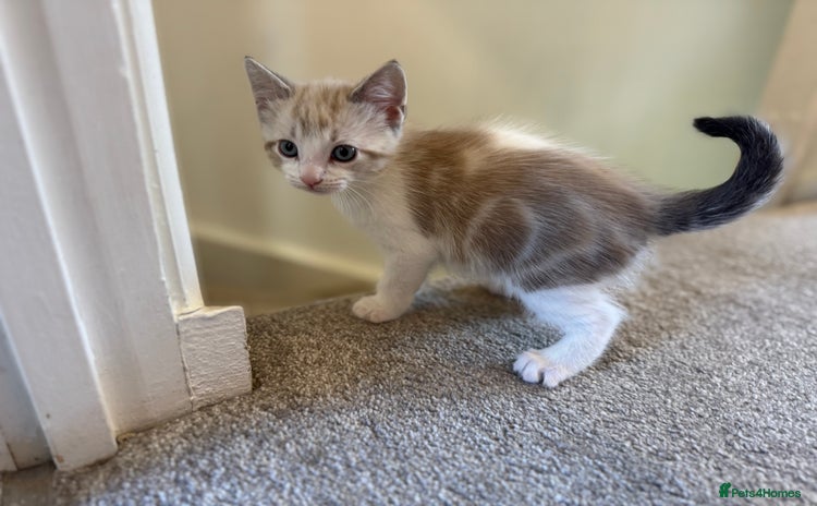 Mixed Breed cats - Advert 14