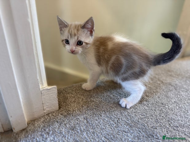 Mixed Breed cats - Advert 3