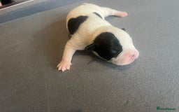 Mixed Breed dogs for sale: StaffyXAmerican bulldog puppies  - Image 12