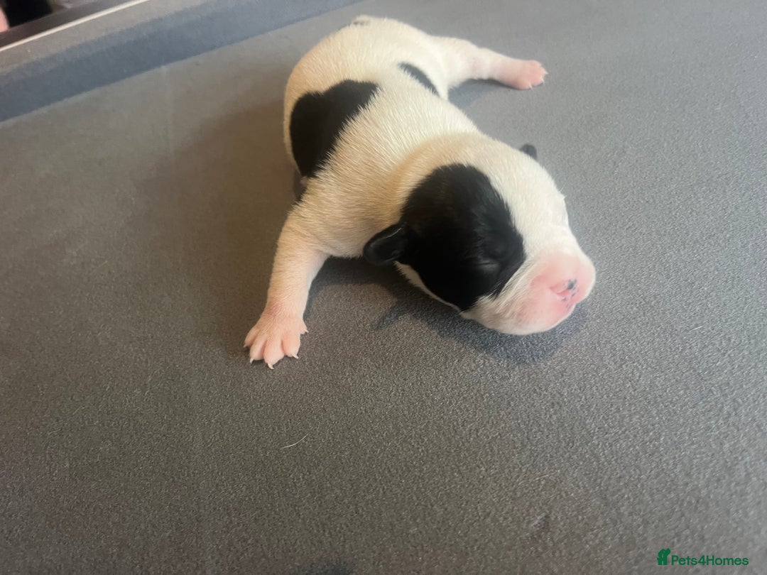 Mixed Breed dogs for sale: StaffyXAmerican bulldog puppies  - Image 12