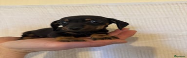 Miniature Dachshund Puppy 4