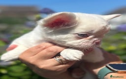 French Bulldog dogs for sale: Fluffy pink  - Image 2