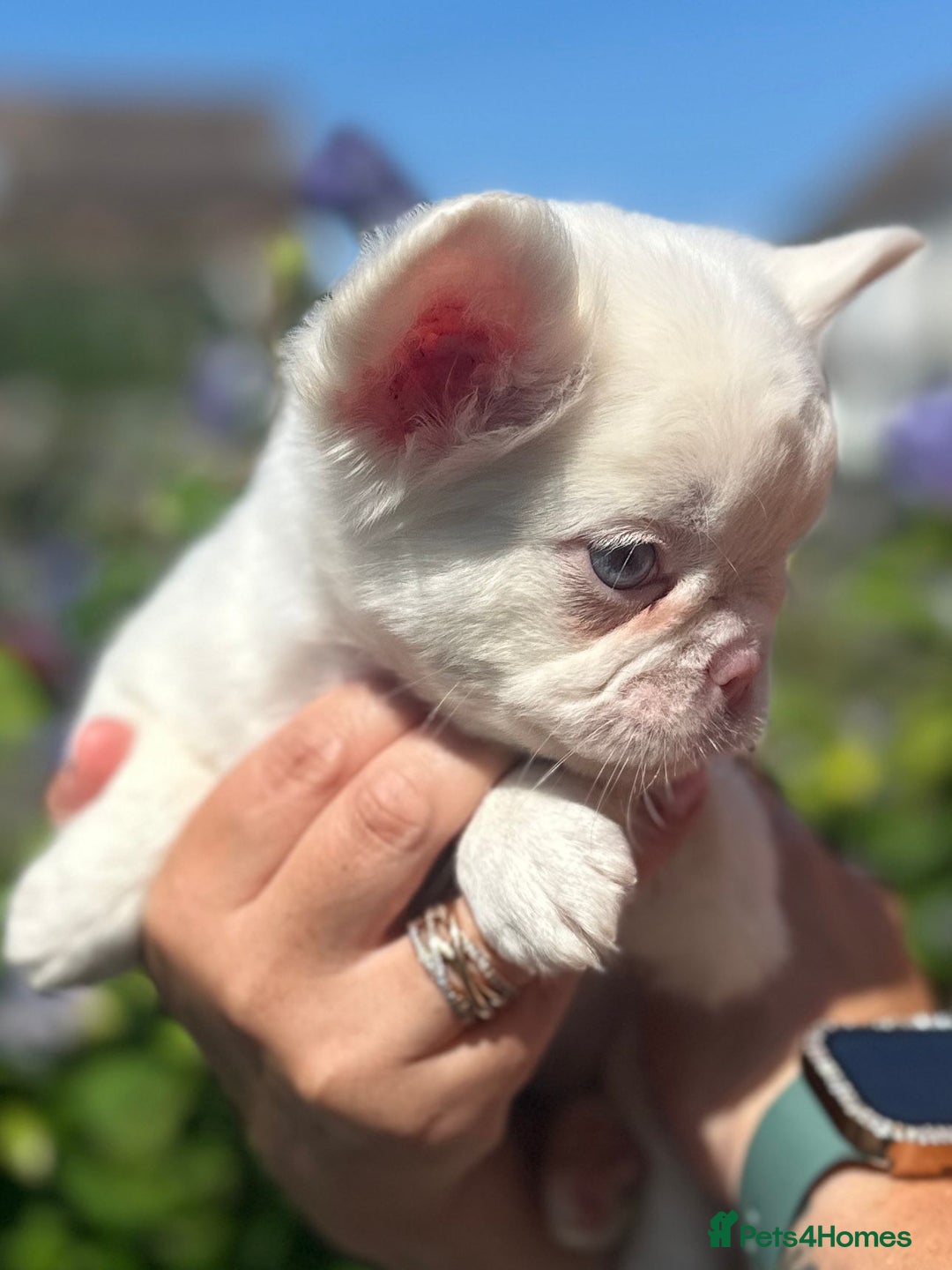 French Bulldog dogs for sale: Fluffy pink  - Image 2