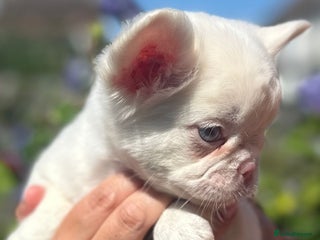 French Bulldog dogs - Advert 9