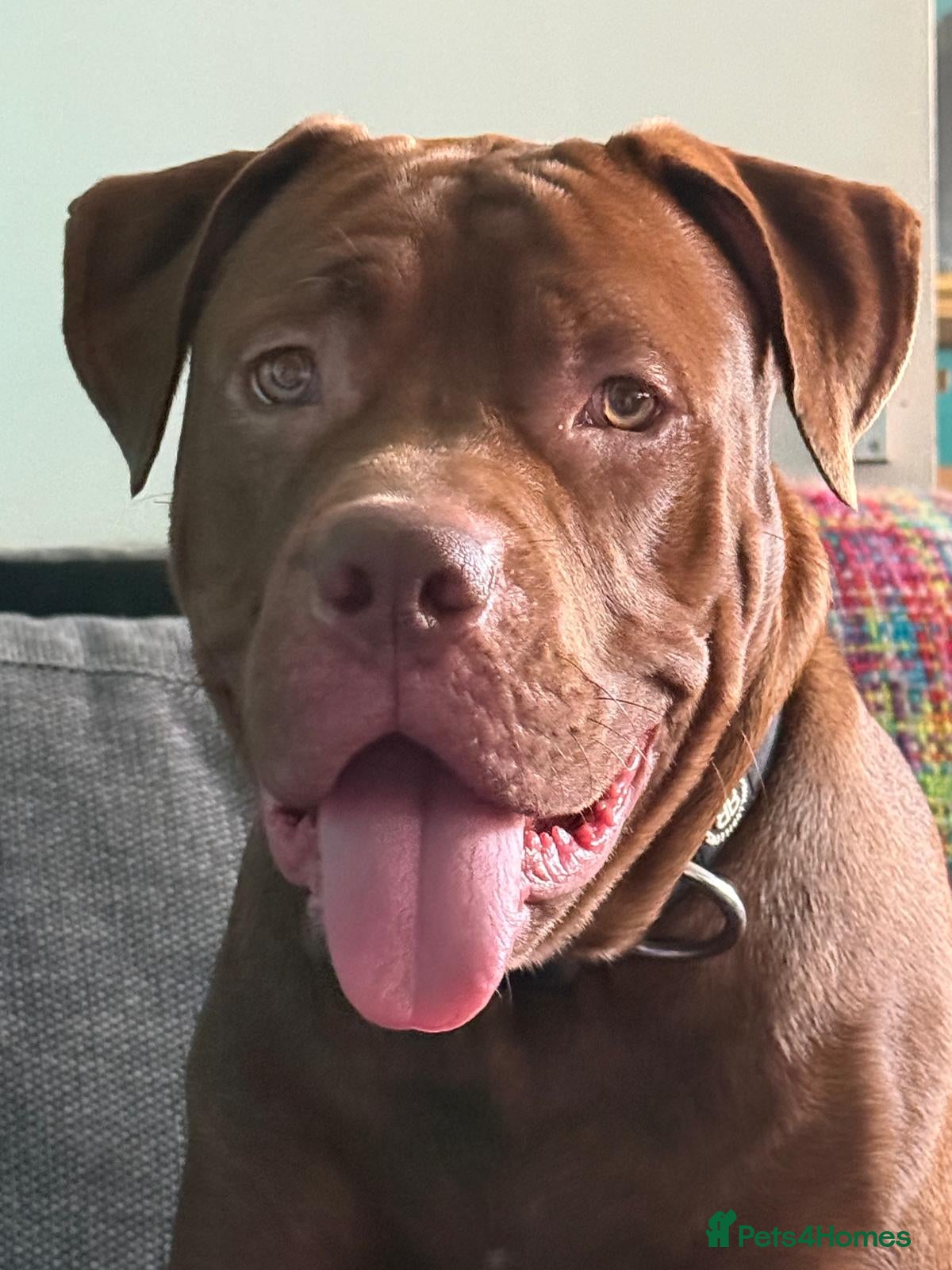 Mixed Breed dogs Rocco - Advert 1