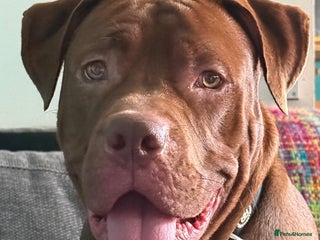 Mixed Breed dogs Rocco - Advert 5