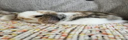 Mini Lop rabbits for sale: Mini lop babies  - Advert 8