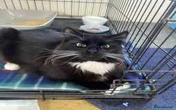 British Longhair cats for sale: Good home wanted - Image 1