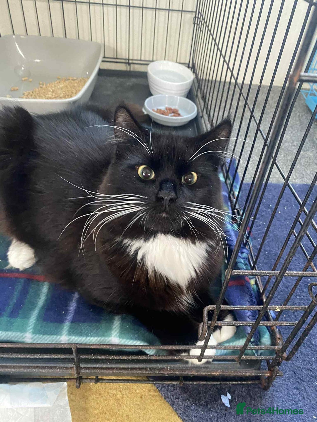 British Longhair cats for sale: Good home wanted - Image 1