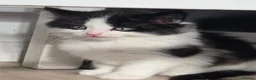 Mixed Breed cats for sale: Beautiful Kittens - Advert 16