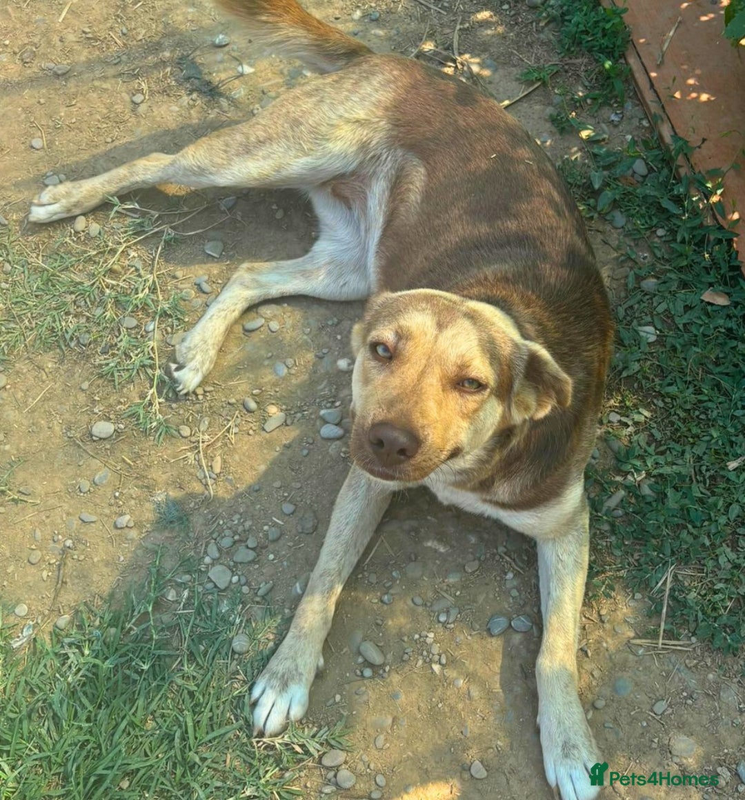 Mixed Breed dogs for adoption: Gorgeous Abi - Advert 3