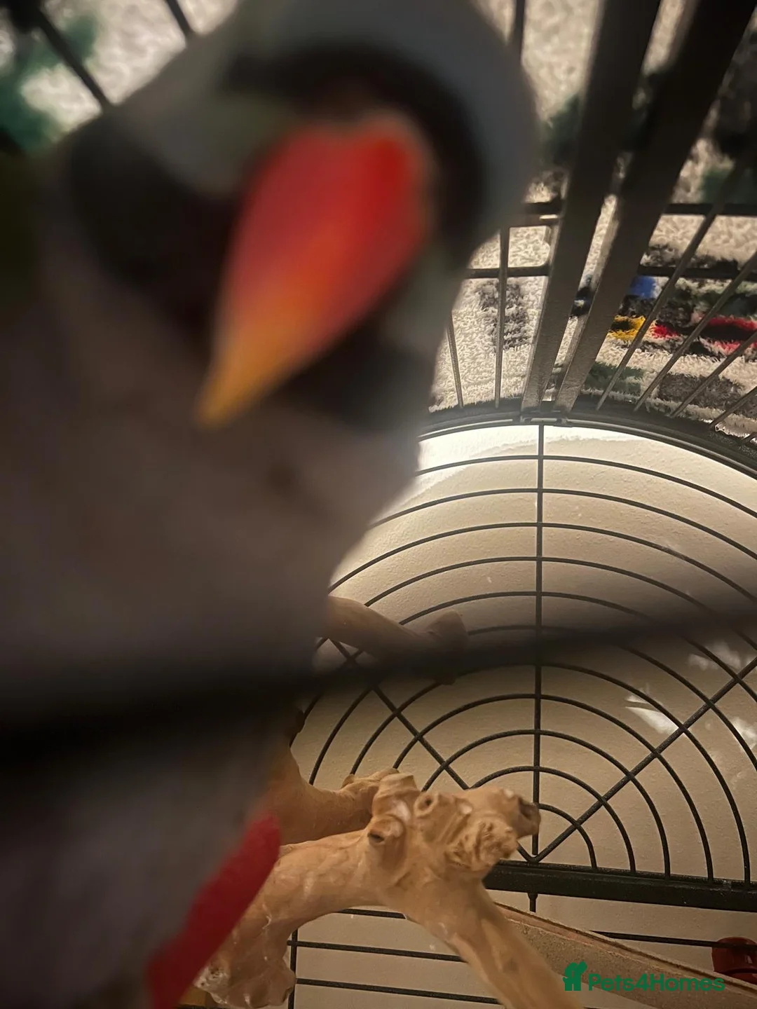 Parakeets birds for sale: Derbyan parakeet - Advert 3