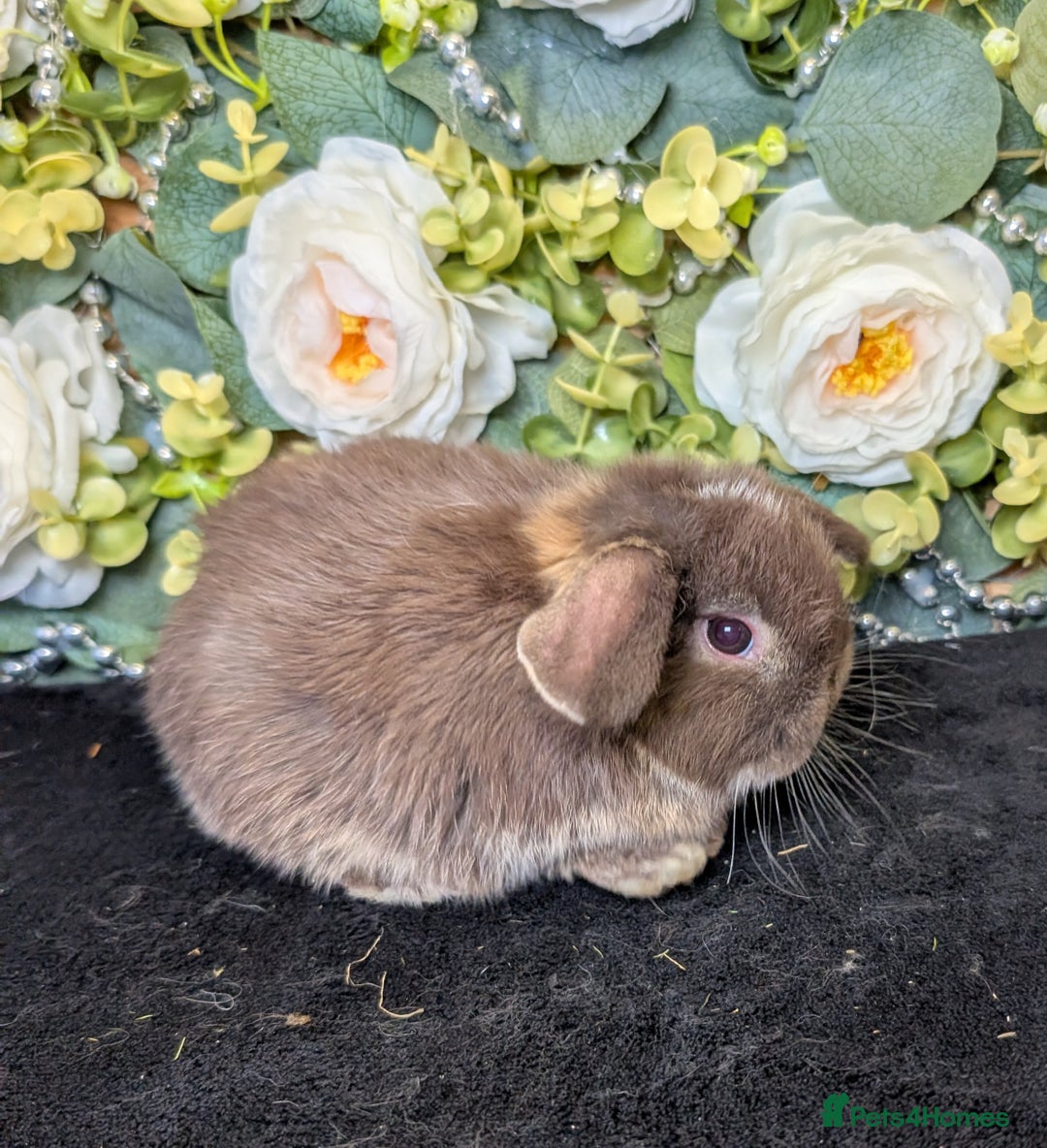 Mini Lop rabbits for sale: ❤️Stunning mini lop babies❤️ - Advert 17
