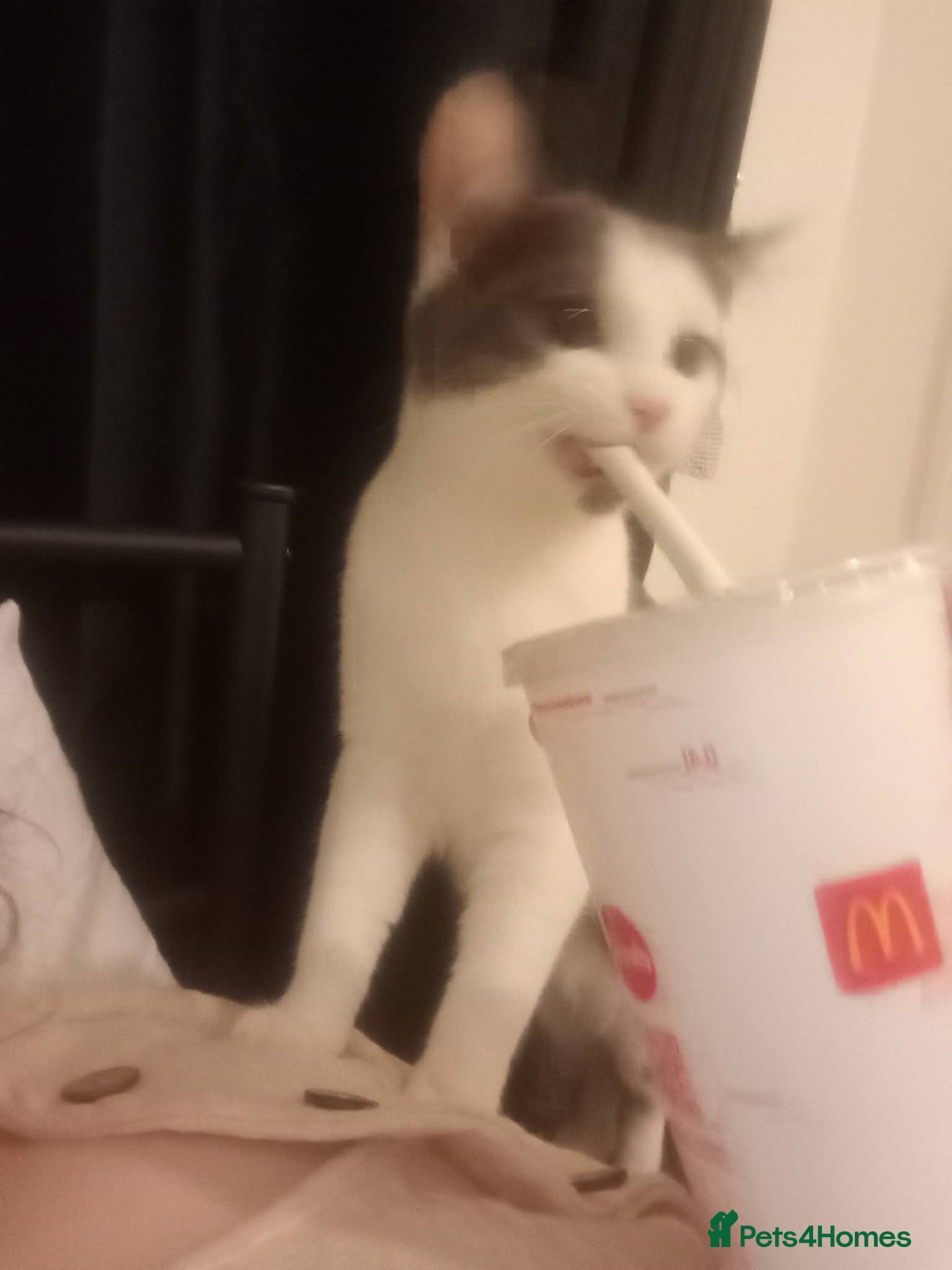 Domestic Shorthair cats Willow - Advert 16