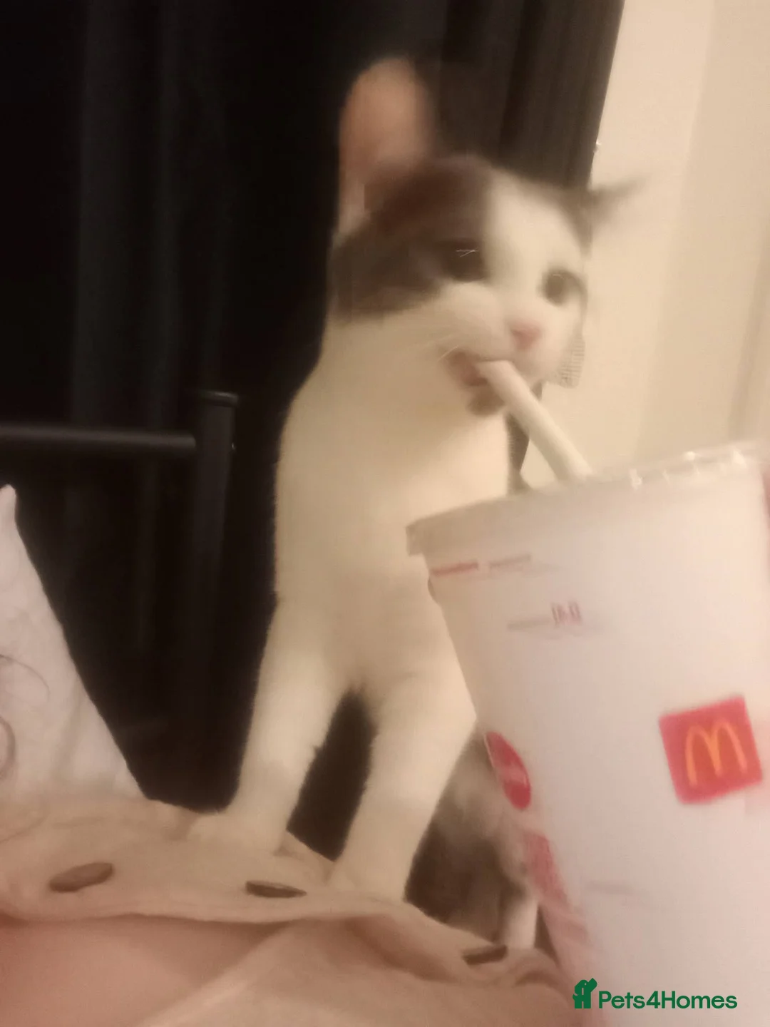 Domestic Shorthair cats for sale: Willow in Durham - Advert 1