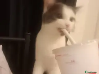 Domestic Shorthair cats Willow - Advert 2