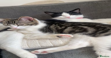 Ragdoll cats - Advert 1