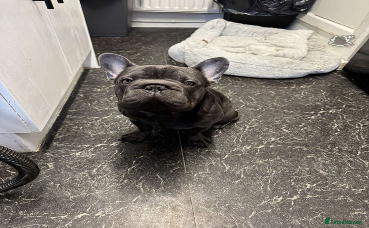 French Bulldog dogs - Advert 1