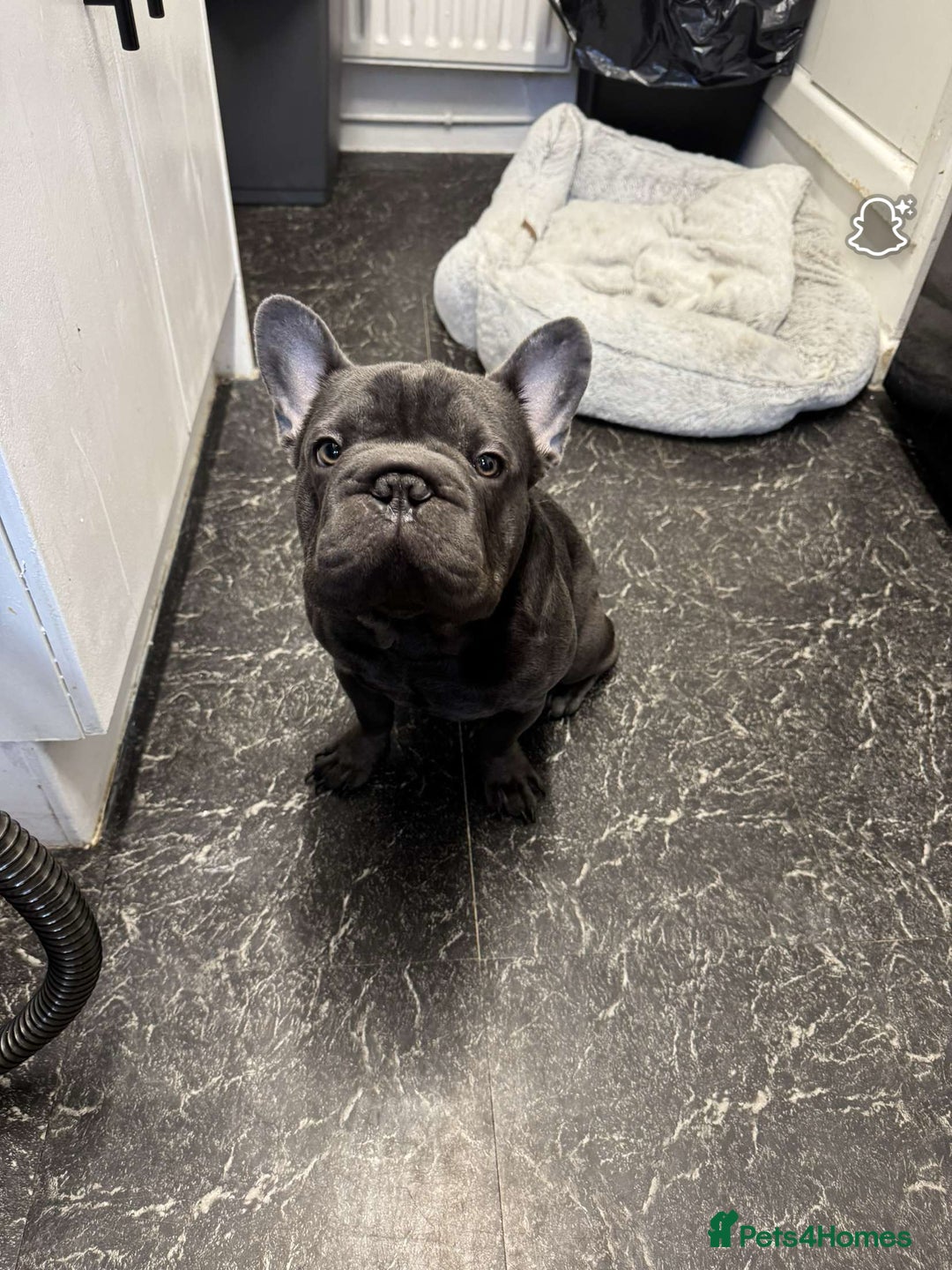 French Bulldog dogs for sale: Male French bulldog  - Image 1