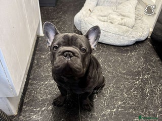 French Bulldog dogs - Advert 14