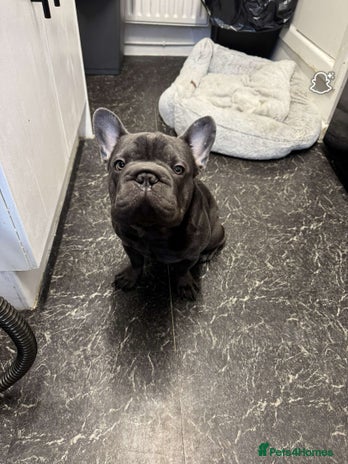 French Bulldog dogs - Advert 3