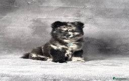 Siberian Husky dogs for sale: Stunning exotic colour chowsky puppies for sale - Image 12