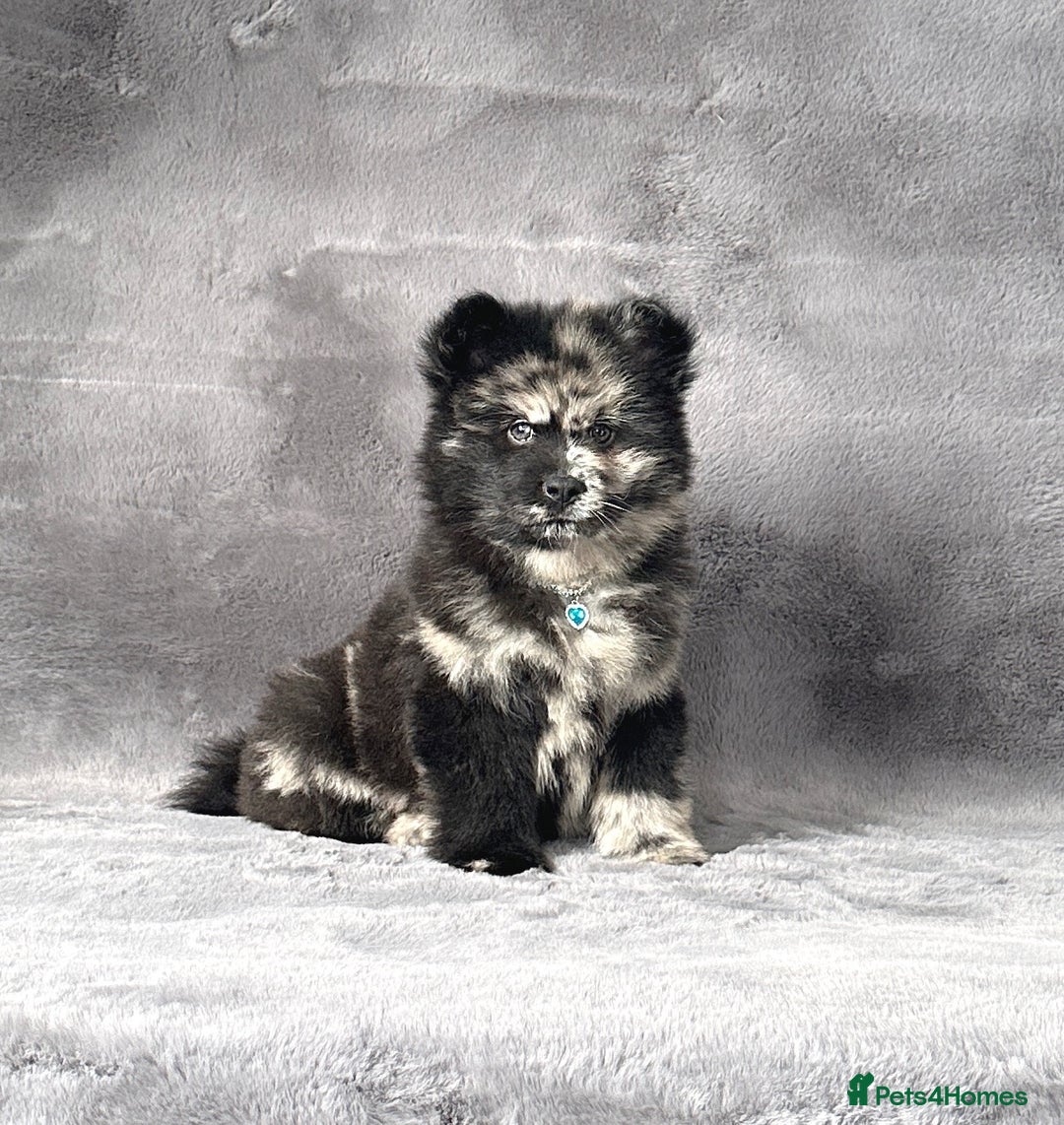 Siberian Husky dogs for sale: Stunning exotic colour chowsky puppies for sale - Image 12