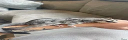 Sugar Glider rodents for sale: Sugar Gliders Grey + Leu (Details in Description) - Advert 2