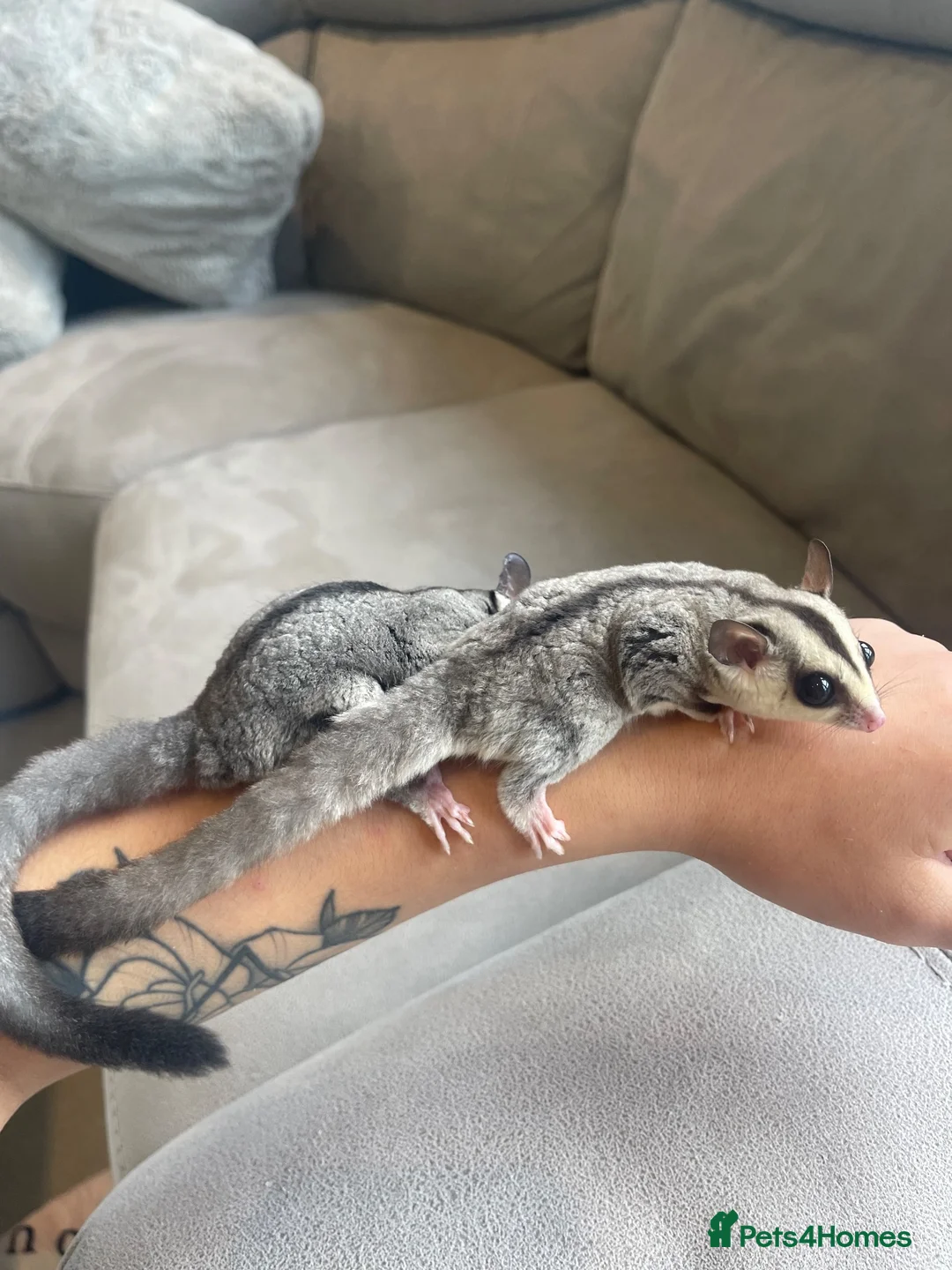 Sugar Glider rodents for sale: Sugar Gliders Grey + Leu (Details in Description) - Advert 2