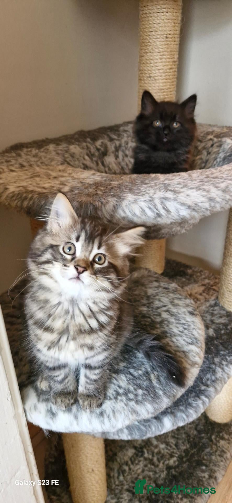Mixed Breed cats Ragdoll mix kittens, ready to leave now  - Advert 2