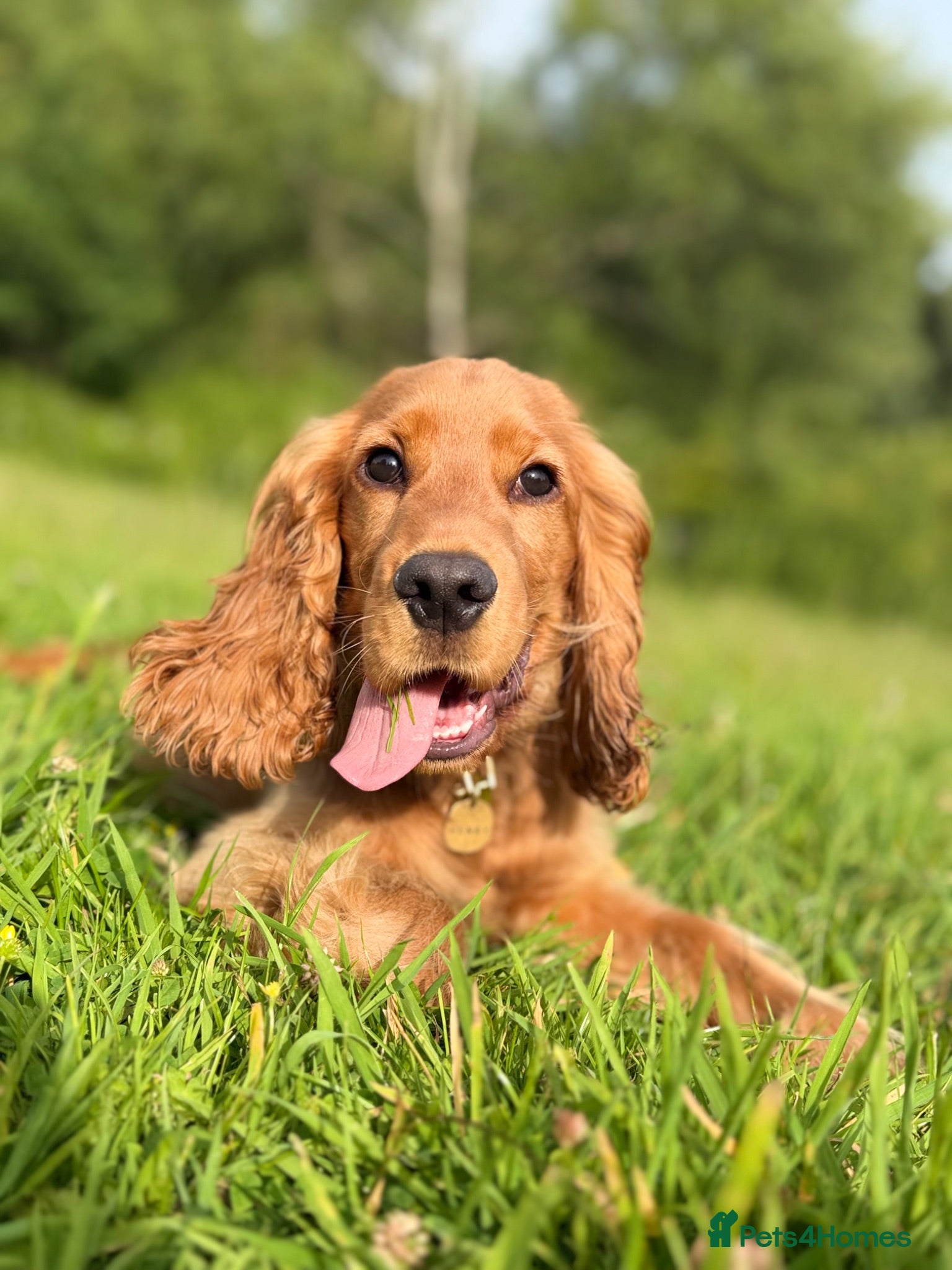Cocker Spaniel dogs Deep golden show cocker  - Advert 1