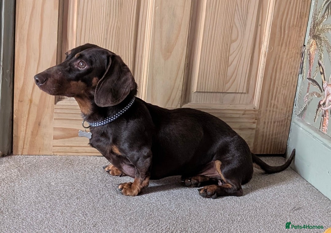 Dachshund dogs for sale: Dachshund  - Image 7