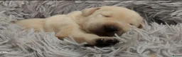 Labrador Retriever dogs for sale:  Retriever Ladrador puppies for sale - Advert 3