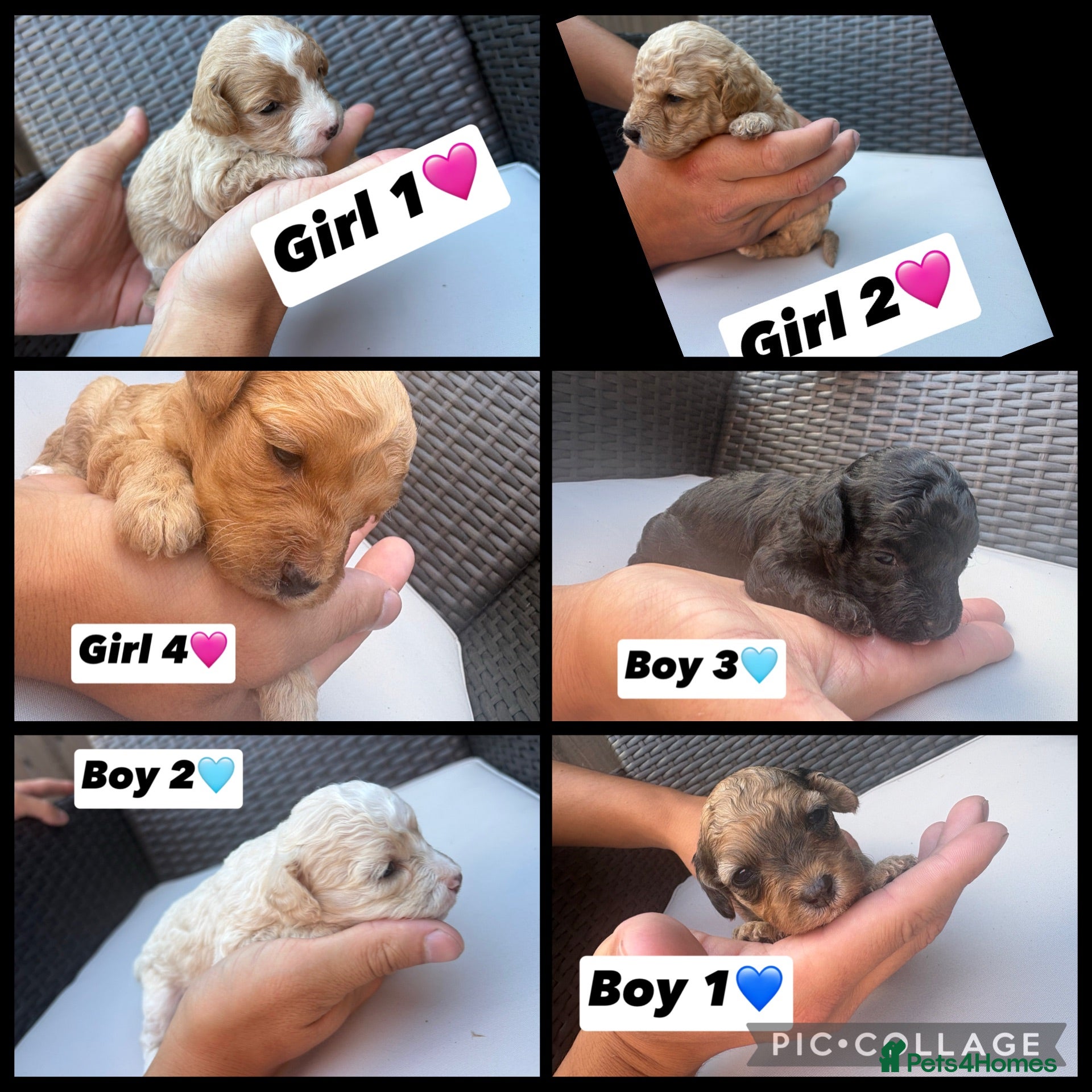 Cavapoo dogs F1 Cavapoo puppies for sale - Advert 6