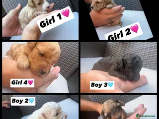 Cavapoo dogs F1 Cavapoo puppies for sale - Advert 6