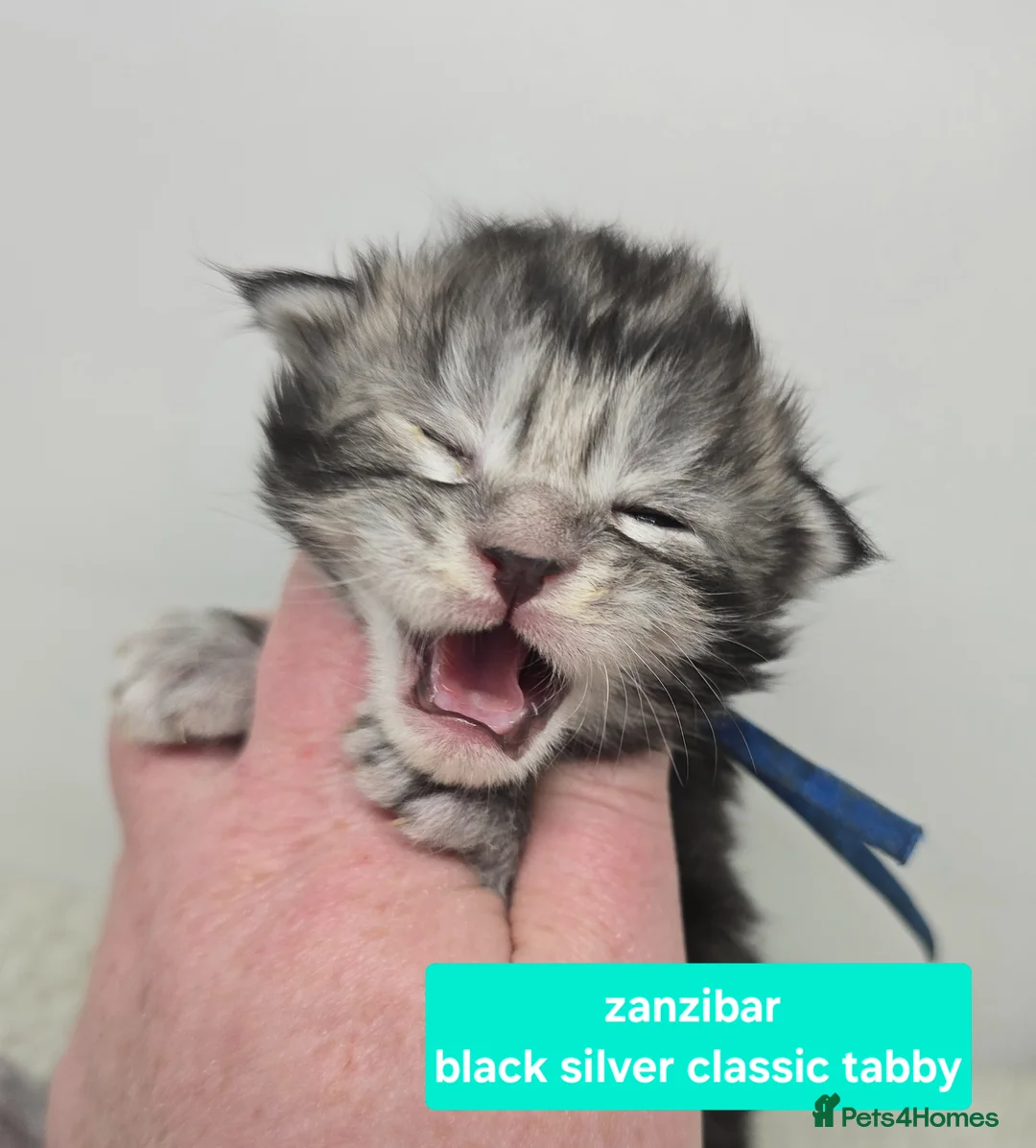 Maine Coon cats for sale: Stunning Maine Coon Kittens - Advert 1