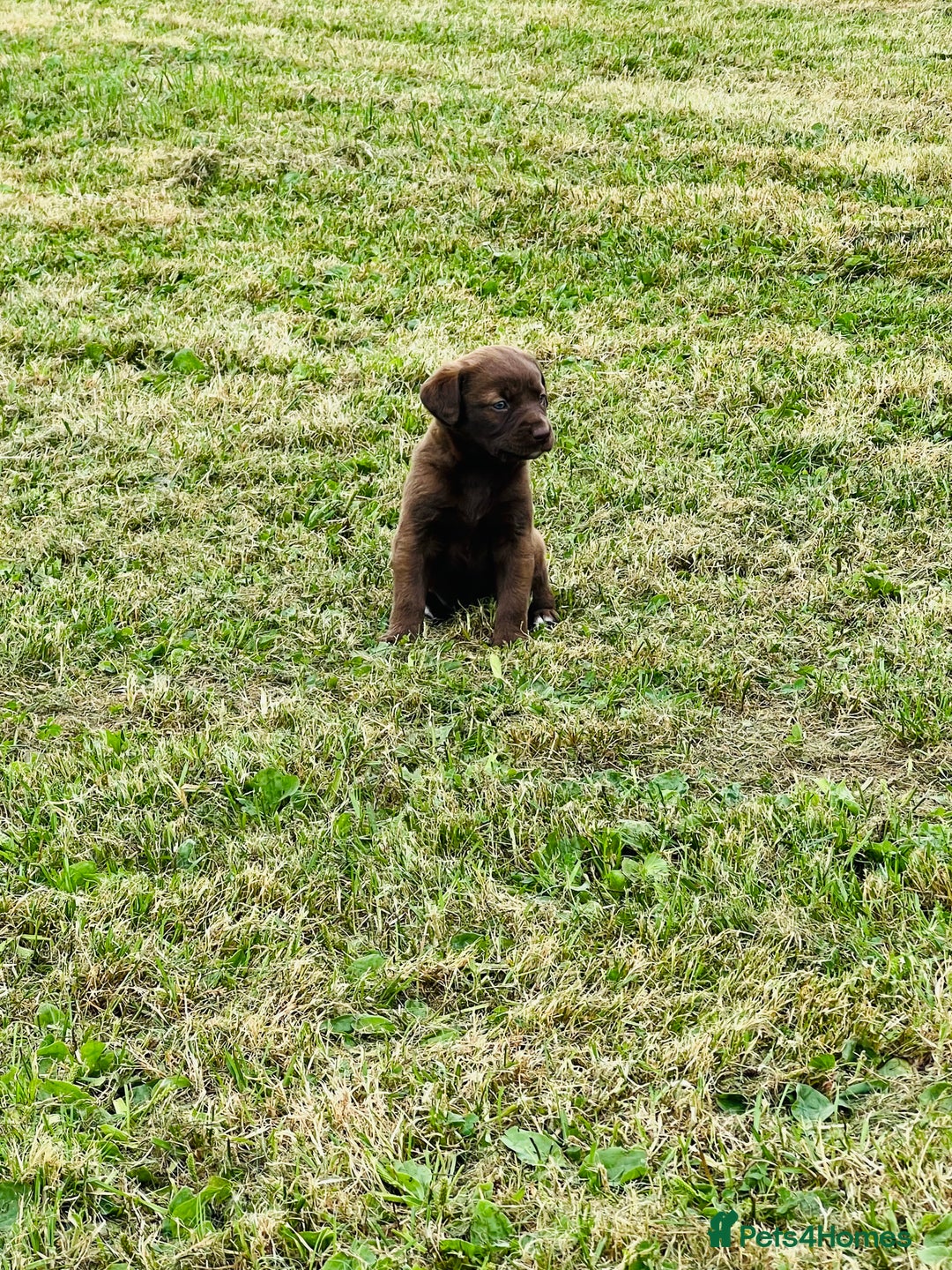 Labrador Retriever dogs for sale: Pedigree Labrador Puppies  - Image 8