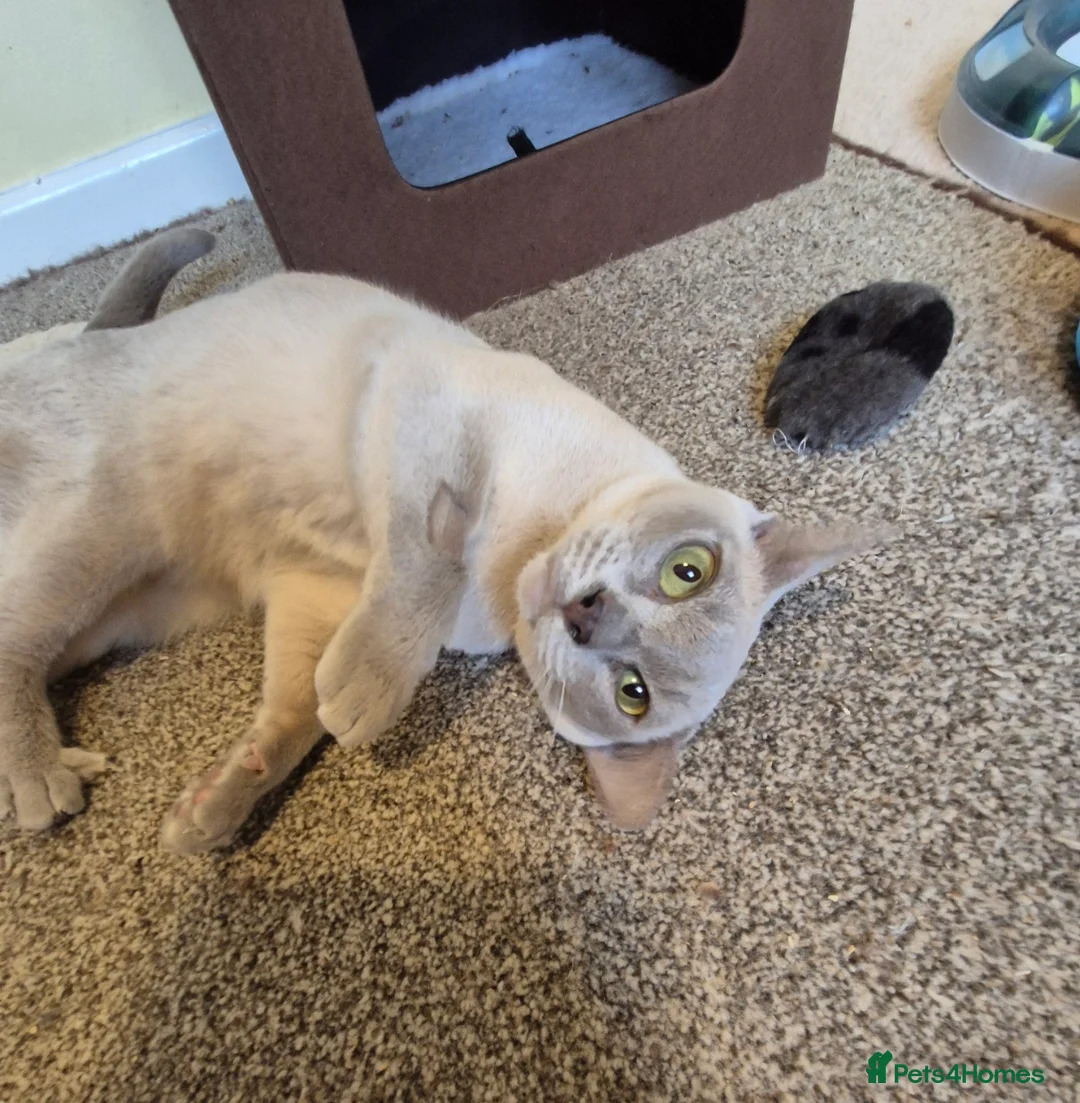 Burmese cats for sale: Gorgeous Lilac Female Burmese Cat - Advert 2