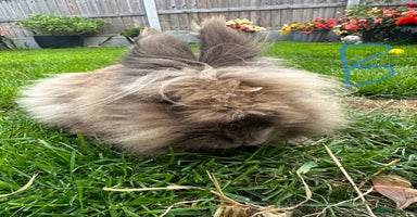Lionhead rabbits - Advert 12