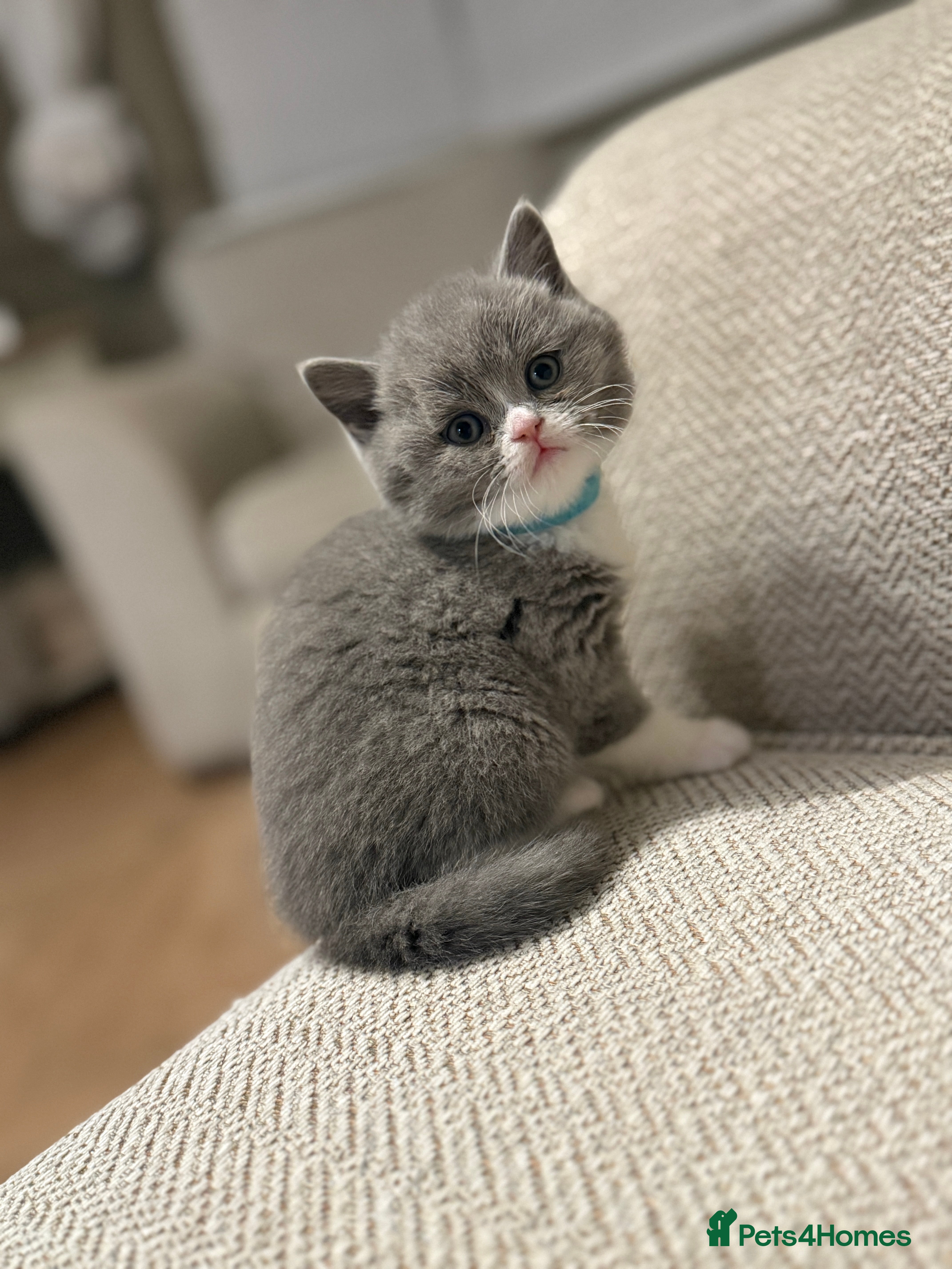 British Shorthair cats 5 chunky British shorthair kittens for sale  - Advert 14