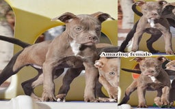 Olde English Bulldogge dogs for sale: COUNCIL APPROVED 5⭐️RATED.. 23 YEARS EXPERIENCE  - Image 3