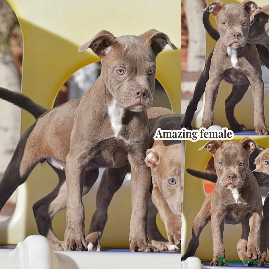 Olde English Bulldogge dogs for sale: COUNCIL APPROVED 5⭐️RATED.. 23 YEARS EXPERIENCE  - Image 3