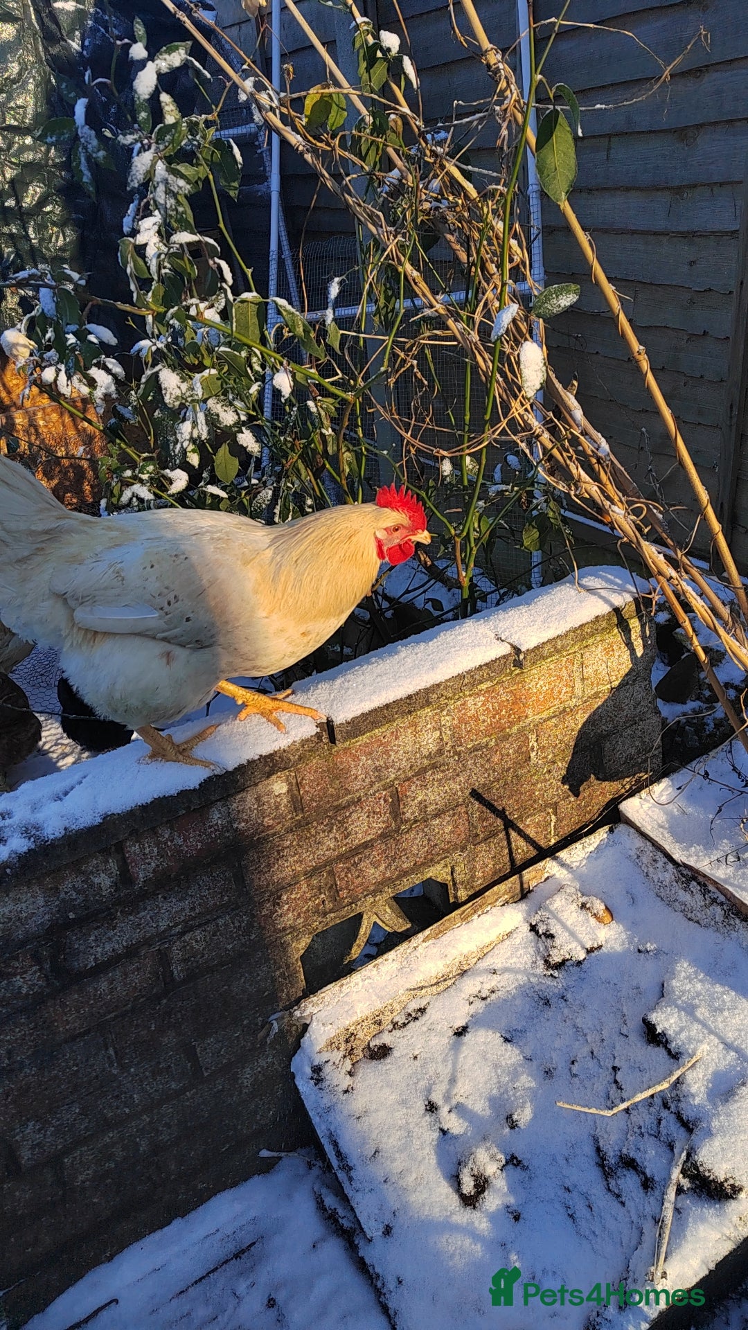 Chickens poultry Warren breed cockeral - Advert 1